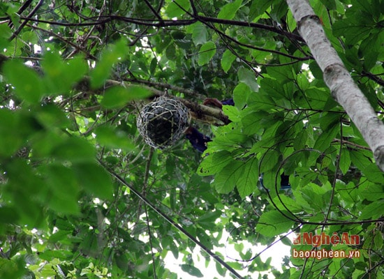 Lấy mật xong, người thợ săn mật cẩn thận cho mật ong xuống từ từ bằng cách dùng sợi dây thả xuống. Người ở dưới có nhiệm vụ đón lấy.