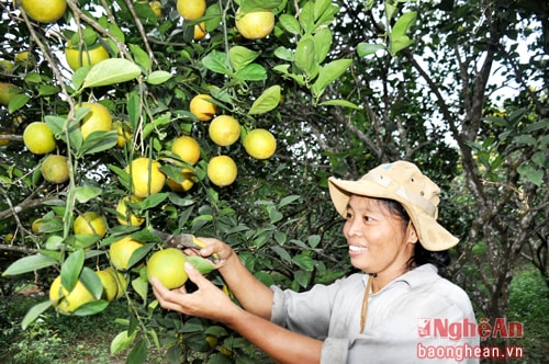 mô hình trồng cam của chị em Minh Hồ (Minh Hợp - Quỳ Hợp) cho thu nhập cao.