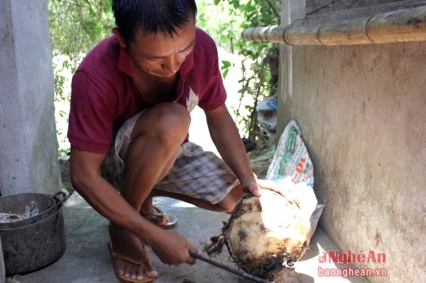  Nham chuối được làm từ nguyên liệu chính là củ của cây chuối hột. Đây là món ăn có từ lâu đời của người dân xã Nghi Thịnh. Món ăn ra đời bắt nguồn bởi sự nghèo đói của người dân hàng chục năm về trước. Món nham chuối không phải bỏ ra bất cứ kinh phí nào, bởi nguyên liệu được lấy từ ngay chính trong vườn nhà mỗi người dân.