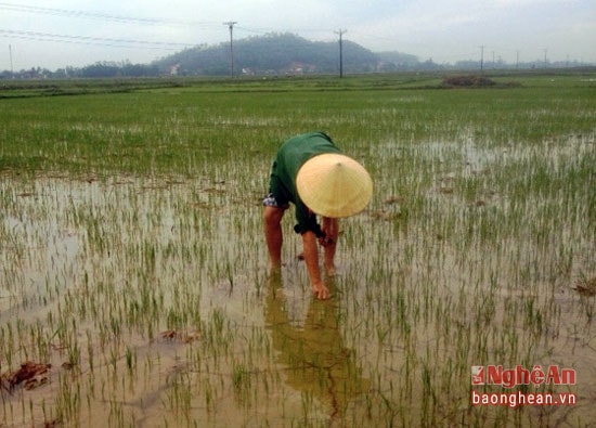 Nhiều ha lúa ở Hưng Nguyên được giải nhiệt sau khi có mưa 