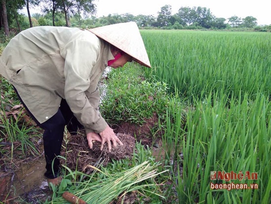 Nông dân Anh Sơn vui mừng đón nước vào ruộng sau những ngày nắng hạn