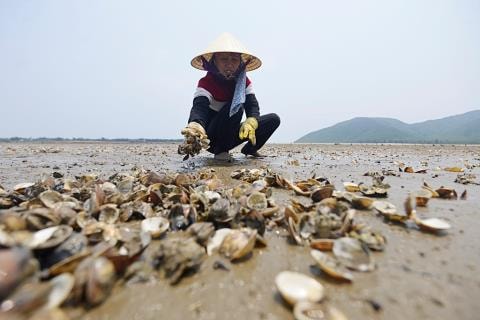 Cá chết hàng loạt bắt nguồn từ biển Vũng Áng (Hà Tĩnh)