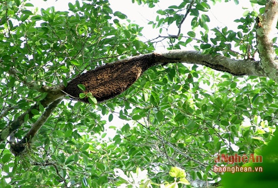 Beehives often hang in very high branches of old trees.