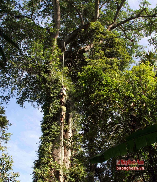 Climbing high old trees, the honey hunters look like a group of ants. Some bee colonies even build their houses on trees that are tens of meters tall.