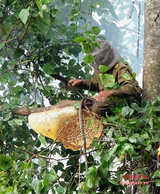 The huntsman has to smoke the bees out of their nests. After making sure that the last bee already leaves, they skillfully take pieces of wax and put them into special bags which have been prepared before.