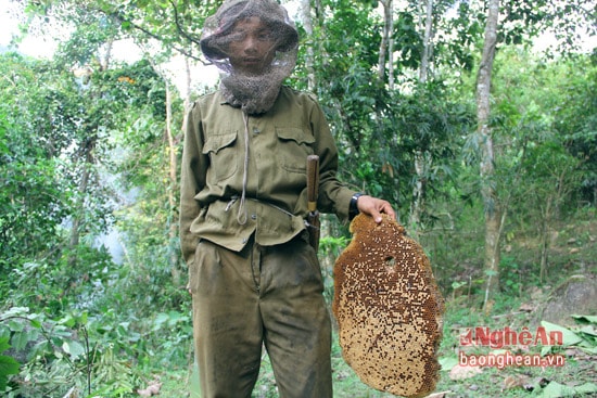 This is a wild honey huntsman’s achievement after two hours of hard work in Que Phong mountainous district. In peak season, a man can earn 500,000 to 1 million dongs from a hunt which often lasts 1 – 2 days.