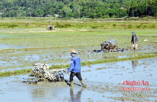 Bà con nông dân xã Châu Kim, huyện Quế Phong huy động sức máy, sức trâu làm đất cấy vụ mùa.