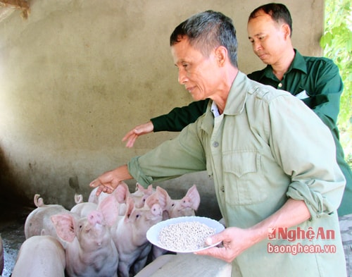 Với mô hình chăn nuôi lơn thịt, lợn giống mỗi năm CCB Đặng Văn Xuân thu được hàng trăm triệu đồng mỗi năm.