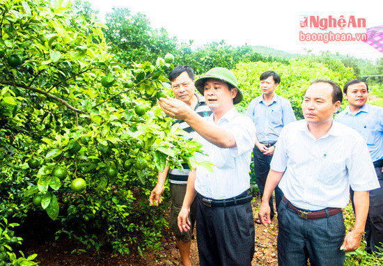 Lãnh đạo huyện Nam Đàn thăm mô hình trang trại tại xã Nam Giang. Ảnh: Sỹ Minh