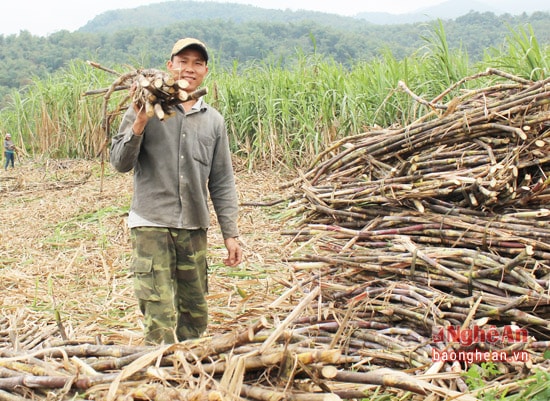 khẳng-định-cây-cây-mía-đã-thực-sự-là-cây-trồng-phù-hợp-mang-lại-giá-trị-kinh-tế-cho-Bãi-Xa