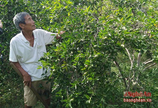 Mô hình Cam Bù của CCB Anh Sơn cho thu nhập cao ( ảnh minh họa)