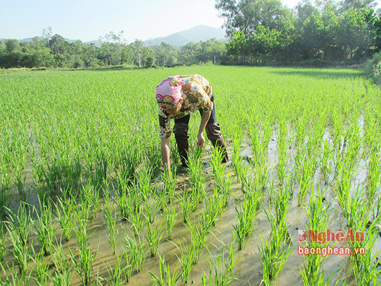 Bà con tranh thủ có nước sục bùn, chăm sóc lúa 