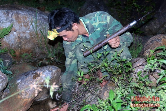 Chỉ cần tinh mắt và nhanh tay là có thể tóm được chúng.