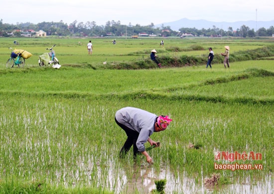 Bà con nông dân Nghĩa Đàn ra đồng chăm sóc lúa sau khi có mưa 