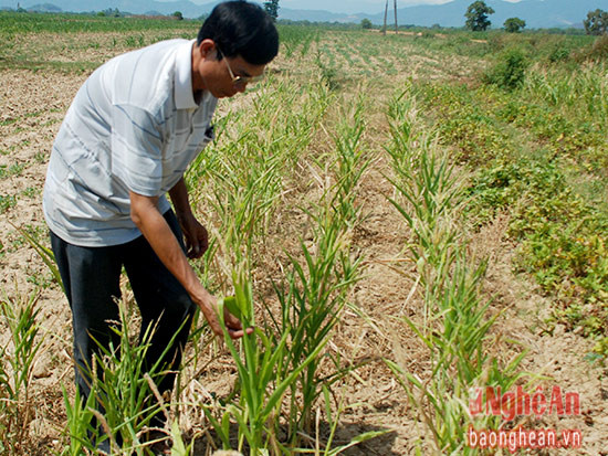Do nắng hạn, nhiều siện tích ngô ở vùng bãi các xã ở cụm Xuân Lâm huyện Thanh Chương không thể trồng trỉa được.