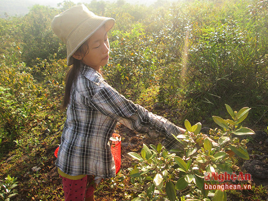  Em Lê Thị Khánh Huyền (11 tuổi), ở xóm 11, xã Nam Xuân (Nam Đàn) hào hứng cho biết: Em đang được nghỉ hè nên cùng các bạn trong xóm đi “ăn sim” nhưng thấy sim chín nhiều quá lại có người mua nên em hái về bán, lấy tiền mua bút, vở cho năm học mới.  