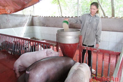 Chị Hoàn làm mô hình chăn nuôi lợn để bà con học tập