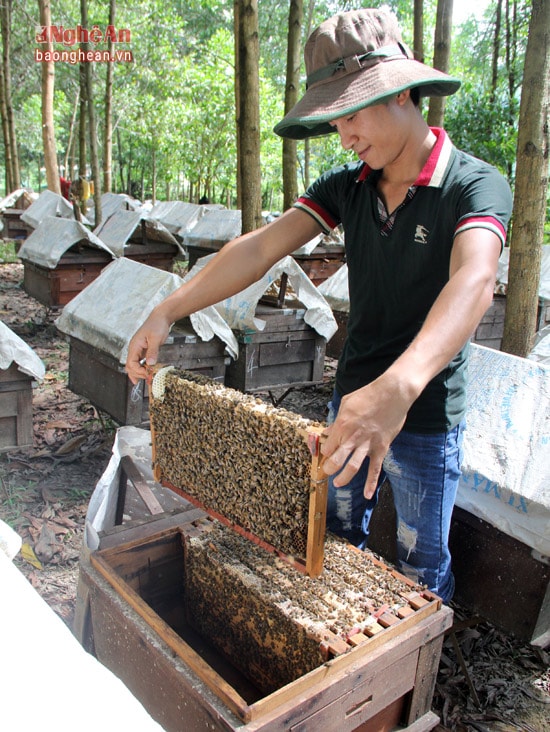 Ngoài những người nuôi ong trên địa phương, cũng có nhiều người đến từ Hưng Yên, Lâm Đồng và nhiều tỉnh, thành khác. Họ chuyển ong đến vùng miền núi Nghệ An từ tháng 3 âm lịch. 25 tuổi, nhưng Phạm Văn Bằng quê Tp Hưng Yên cùng người bạn của mình đã theo nghề nuôi ong du mục đã 7 năm nay. Công việc của nhóm bạn tuổi 9x này cứ rong ruổi theo những mùa hoa.