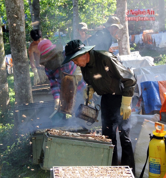 Cũng như nhiều ngành chăn nuôi khác, điều khiến người nuôi ong luôn lo ngay ngáy là dịch bệnh. Anh Phạm Văn Bằng, chủ một trang trại ong đang lưu trú ở huyện Quỳ Hợp (Nghệ An) cho biết: Ong thường đối mặt với bệnh rệp hại. Loài ký sinh này sẽ khiến ong yếu dần, giảm khả năng tạo mật và chết. Vì vậy người nuôi phải thường xuyên kiểm tra để phát hiện xử lý.