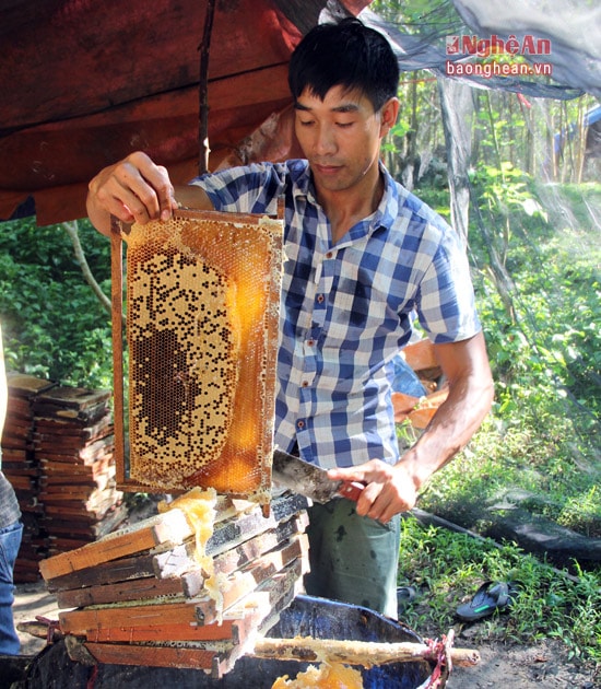 Mật ong được cắt gọt cẩn thận trước khi đưa vào quay. Công đoạn đòi hỏi yếu tố sạch sẽ lên hàng đầu.