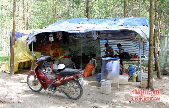 Những trang trại ong di động theo mùa hoa nở trên mọi miền đất nước. Cuộc sống của những người nuôi ong du mục cũng đơn sơ, tạm bợ trong những lán phủ bạt nhựa