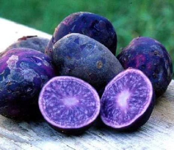 Khoai tây tím, được nhân giống từ các loại khoai hoang, có lượng tinh bột tương đương với các giống khoai tây thường nhưng gấp 3 lần vitamin C và 4 lần chất chống oxy hóa. Nó có màu tím xanh, tim đậm, tím nhạt khác nhau kể cả khi còn sống hay được nấu chín vẫn giữ nguyên được màu và mang mùi hạt dẻ.