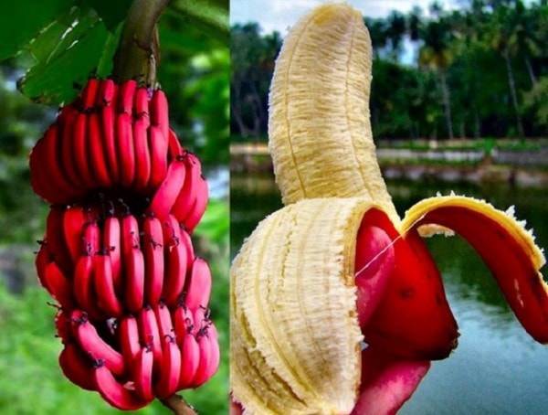 Thông tin về những chuối đỏ tím xuất hiện trên thị trường gần đây đã khiến giống cây có xuất xứ từ Australia lên cơn