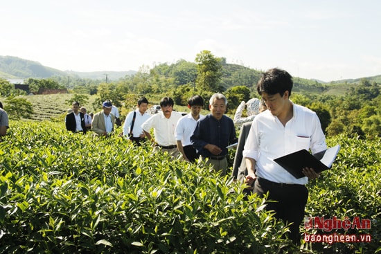 Đoàn công tác thăm vùng nguyên liệu chè tại xã Ngọc Lâm, Thanh Chương.