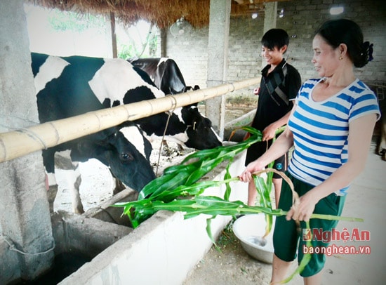 Mô hình chăn nuôi bò sữa của phụ nữ xã Nghĩa Khánh từ nguồn vốn