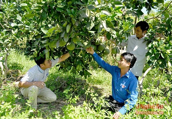 Mặc dù năm nay nắng nóng kéo dài nhưng bưởi Diễn của anh Phương ở Thanh Chương