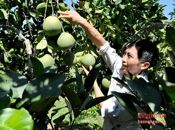Bưởi diễn ở Thanh Chương