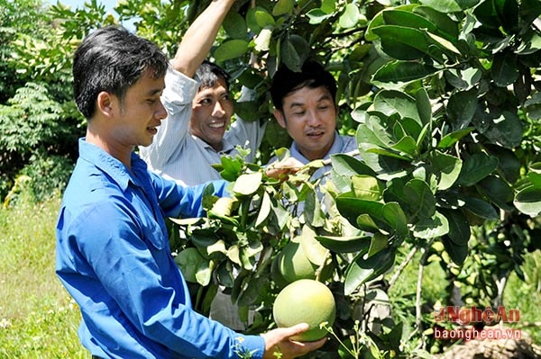 Bưởi diễn ở Thanh Chương