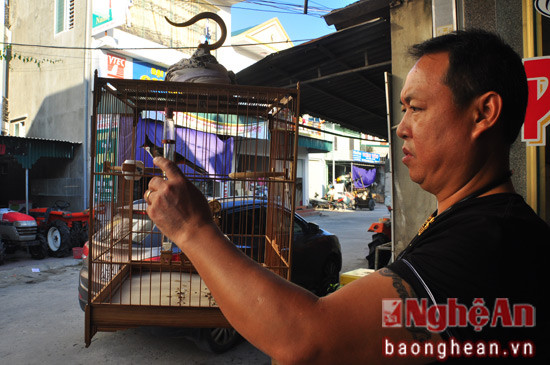 Anh Trần Quý Phượng (Chủ nhiệm CLB chim cảnh Cầu Giát) - ảnh cho biết