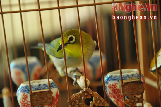Một chú chim vành khuyên từng đạt nhiều giải cao của Nguyễn Văn Nghĩa, thành viên CLB