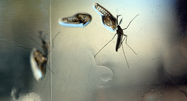 Muỗi là trung gian truyền bệnh Zika. Ảnh: AFP.