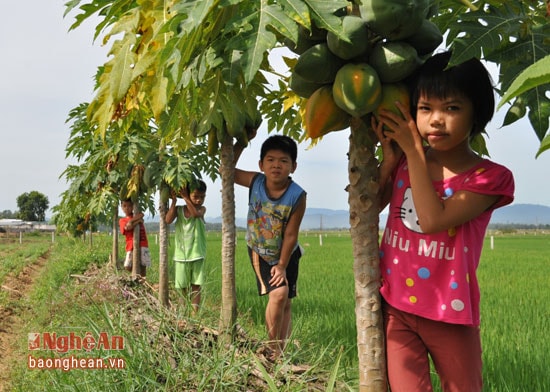 Là người làm vườn thường sưu tầm, gieo trồng các loại cây ăn quả. Cách đây 1 năm Ông Mai đã mua 50 cây đu đủ Thái này ở Viện Di truyền Nông nghiệp về trồng thử