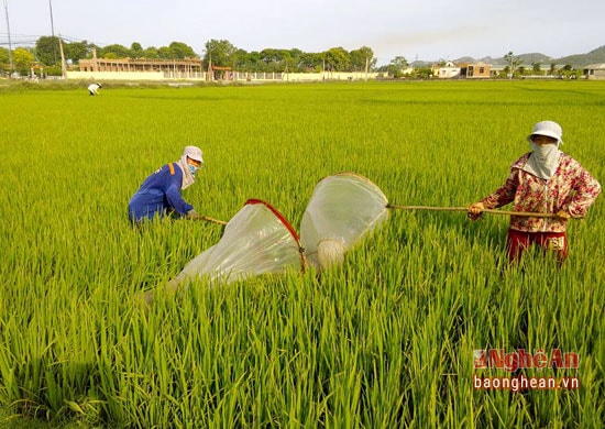 Những ngày này, trên các cánh đồng lúa tại xã Quỳnh Văn, huyện Quỳnh Lưu có hàng chục người mang theo dụng cụ đi vợt châu chấu. Để có một ngày lao động hiệu quả họ phải đi từ lúc 4 giờ sáng để tìm cánh đồng nhiều chấu mà đất không bị sục, lầy.