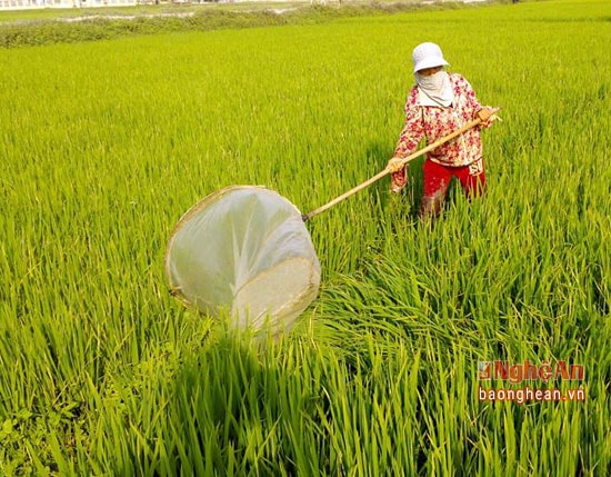 Để dễ dàng di chuyển và đỡ mất sức các thợ vợt châu chấu thường chọn những cách đồng lúa có chân đất cát, cát pha hoặc đất thịt chắc. Tránh những vùng đất sâu, sục bùn. Mỗi một lần vợt phải chạy với diện tích 2 đến 3 sào lúa mới nghỉ, tính ra mỗi ngày họ phải di chuyển gần 100 km.