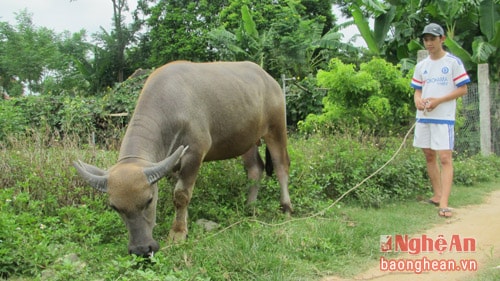 Ngoài giờ học, Đại rất chăm chỉ giúp đỡ bố mẹ việc đồng áng, chăn trâu...