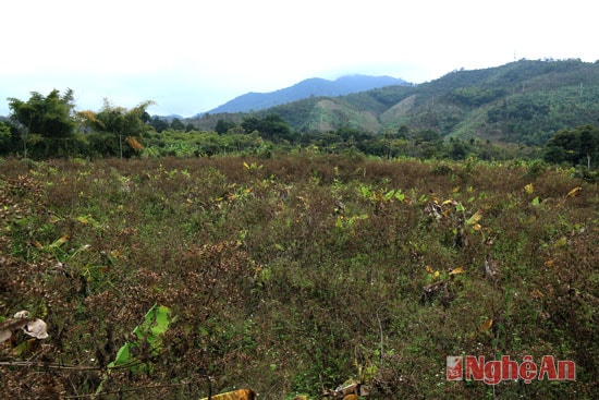 Có những vườn chuối nằm lẫn trong rừng cỏ không tài nào phát triển được. Ông Lô Văn Thương – Trưởng bản Chắn cho biết: “Nhiều năm hạn hán không có nước tưới và phân bón nên cây chuối ngày càng lụi tàn”.