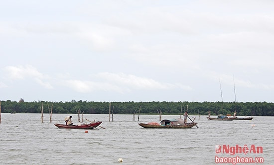 Hai hôm nay thủy triều về, tép nổi nhiều ở cửa sông Lam thuộc địa phận xóm Hòa Lam, xã Hưng Hòa. Bà con làng chài thay nhau ra đăng lưới, gỡ tép. Trung bình mỗi hộ thu được 50 kg-100 kha tép tươi/ngày. Sau khi phơi khô cứ 5 kg tép tươi được 1kg tép khô. Với giá thị trường hiện nay, các gia đình thu về ít nhất 1 triệu đồng/ ngày.