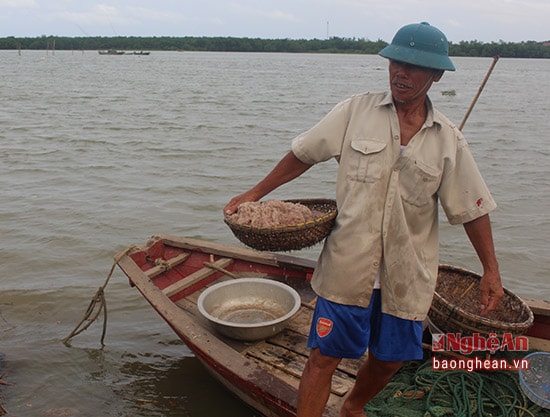 Cứ khoảng vài tiếng đồng hồ ông Nguyễn Văn Thường xóm Hòa Lam lại ra lấy tép, mỗi lần như vậy được khoảng  8 kg đến 1 yến tép tươi. Ông Thường cho hay mùa tép nổi chỉ khoảng 3 ngày, hôm nay là ngày thứ 2