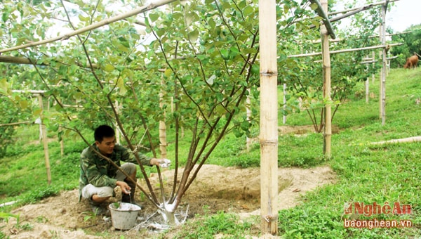 Hiện tại trang trại của anh có hơn 100 gốc táo ngọt H8, đây là loại táo cho năng suất và chất lượng khá cao. Mặc dù kỹ thuật chăm sóc có khó hơn, đòi hỏi người trồng phải đầu tư kỹ càng trong khâu chăm sóc nhưng điều đó cũng không làm khó được chàng cử nhân Lê Đăng Dần