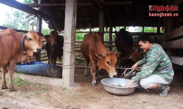 Trang trại của anh được coi là điểm sáng của vùng Bãi Sở