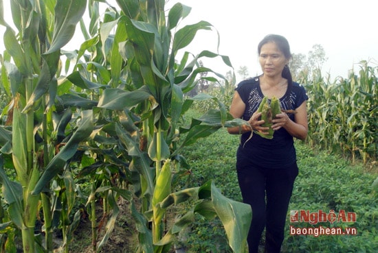 Ngô đông ở Nghi Lộc cho hiệu quả cao. Ảnh Hồng Vinh