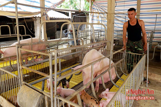 Mô hình chăn nuôi lợn thịt với quy mô 150 con/lứa của gia đình anh Trần Đình Quốc- bản Đồng Thắng, xã Thạch Ngàn .
