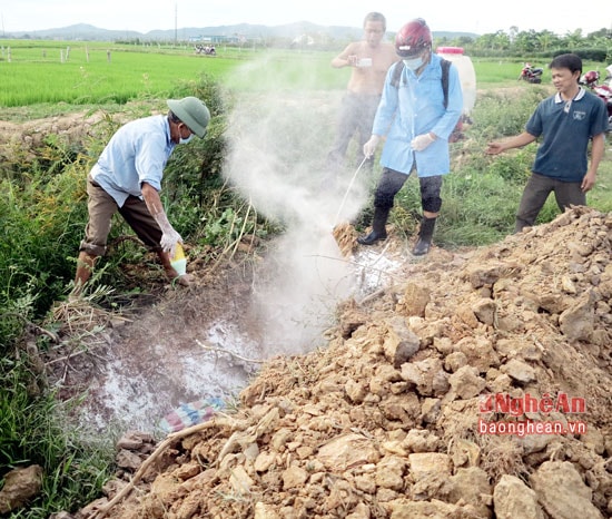 Lực lượng chức năng tiêu hủy lợn không rõ nguồn gốc