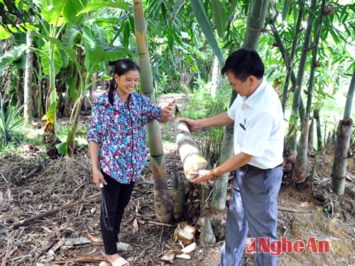 Cán bộ hướng dẫn bà con tái định cư Bản Vẽ thu hoạch măng, ảnh tư liệu ( minh họa)