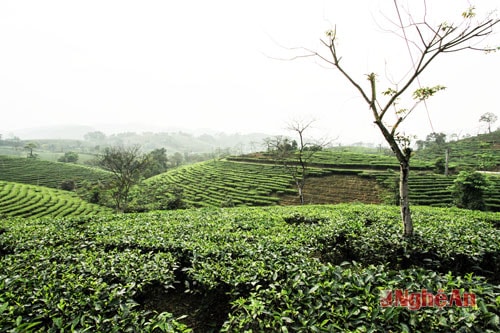 Thanh Chương có thế mạnh phát triển cây chè.