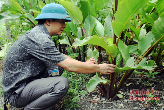 Ông Phạm Ngọc Bình - Chủ tịch UBND xã cho biết, cuối năm nay, địa phương sẽ nhân giống để trồng trên diện tích 400 ha.